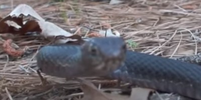 New Orleans snake